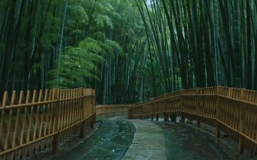 2k曲径壁纸-清幽 - 竹林-雨后「哲风壁纸」