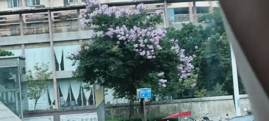 4k绿树壁纸-孤 - 街拍-路牌「哲风壁纸」