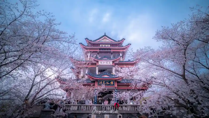 3k无锡壁纸-花 - 春日-樱花「哲风壁纸」
