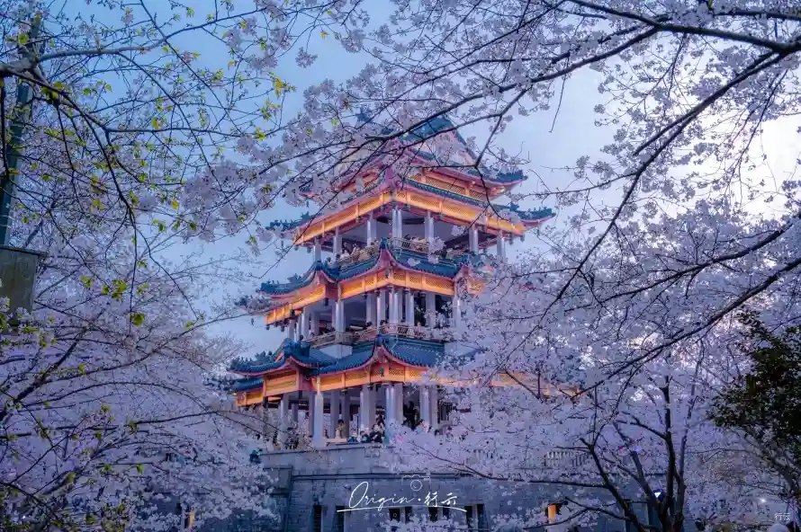 2k夜樱壁纸-花 - 无锡-暖灯「哲风壁纸」
