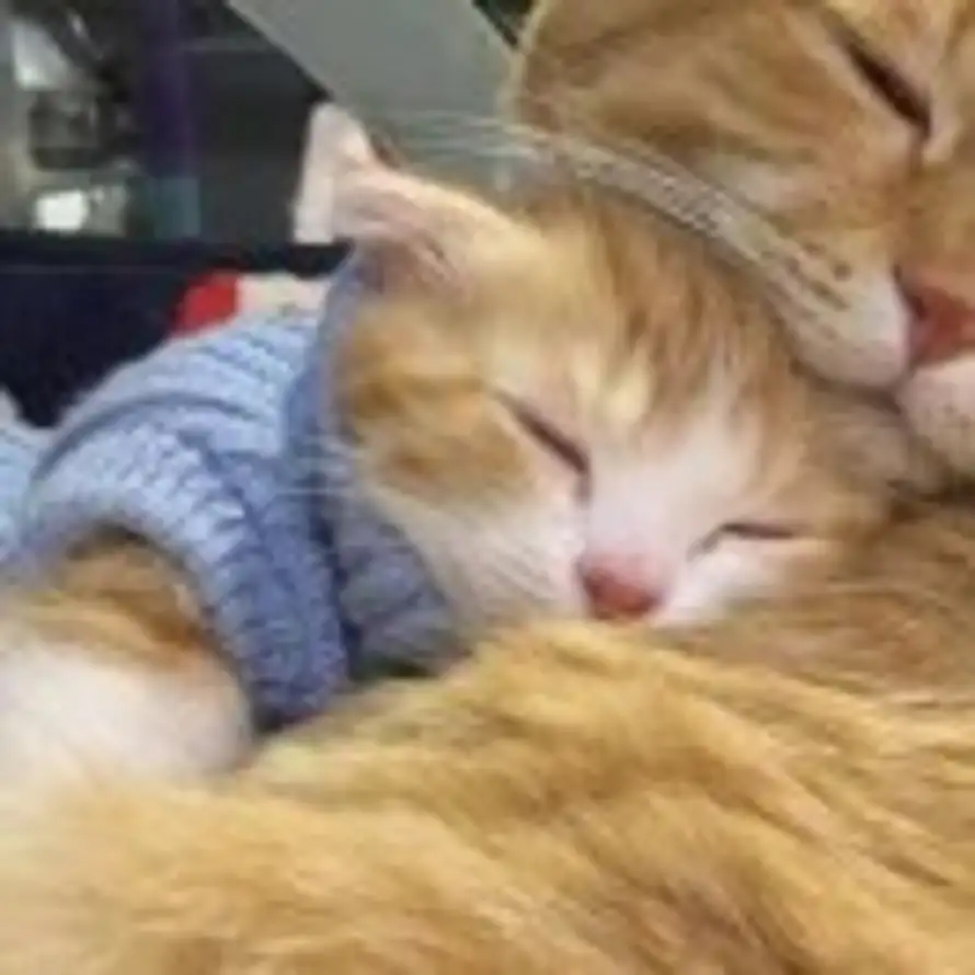 猫猫的头像