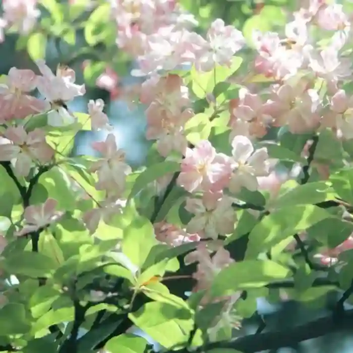 momo的头像