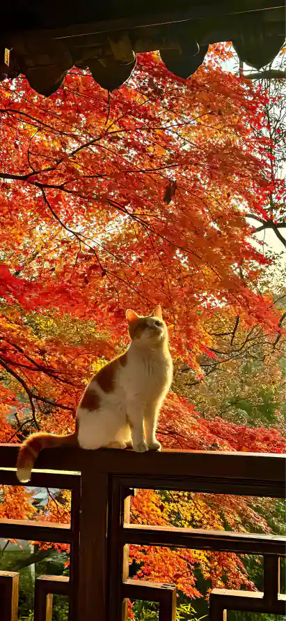 4k小猫壁纸 - 庭院 - 暖阳 - 枫叶「哲风壁纸」