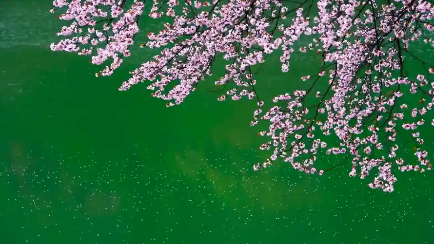 2k春日壁纸-樱花 - 湖樱-湖畔「哲风壁纸」
