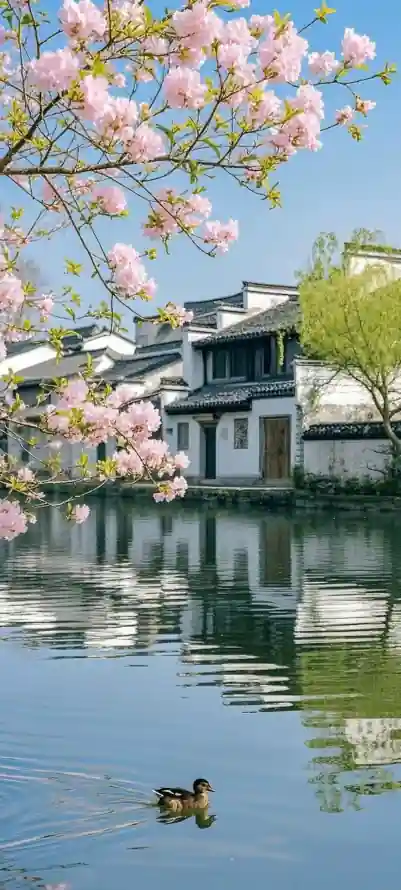 4k古镇壁纸 - 花 - 垂柳 - 春日「哲风壁纸」