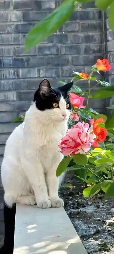 4k侧坐壁纸 - 猫 - 宠物 - 庭院「哲风壁纸」