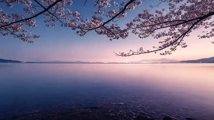 4k倒影壁纸 - 暮色 - 樱花 - 水岸「哲风壁纸」