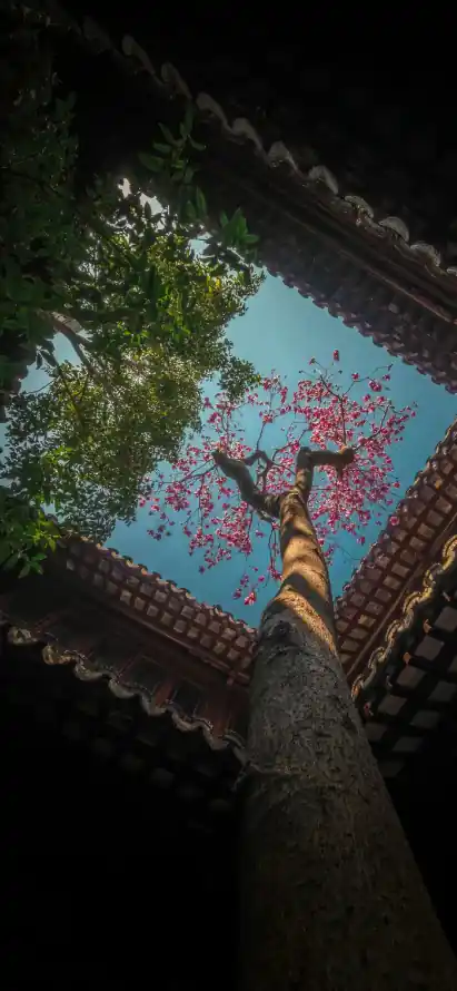 4k仰拍壁纸 - 屋檐 - 庭院 - 手机「哲风壁纸」
