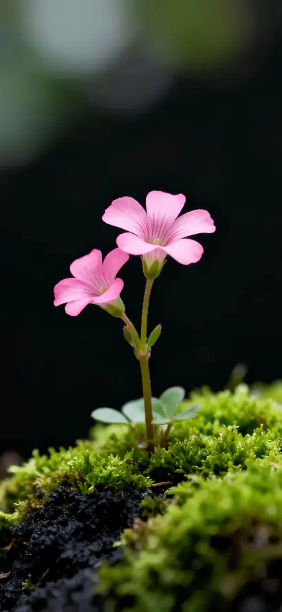 4k手机壁纸 - 清新 - 特写 - 苔藓「哲风壁纸」