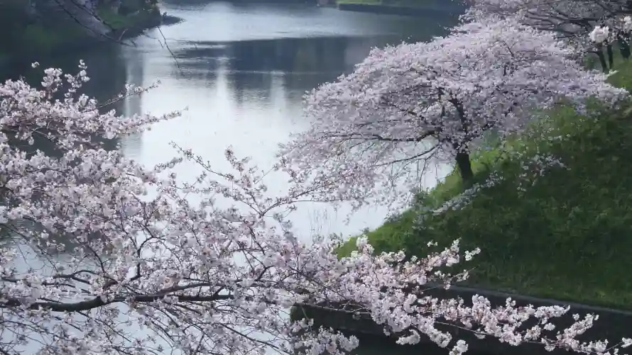 4k春日壁纸-樱花 - 水岸-湖畔「哲风壁纸」