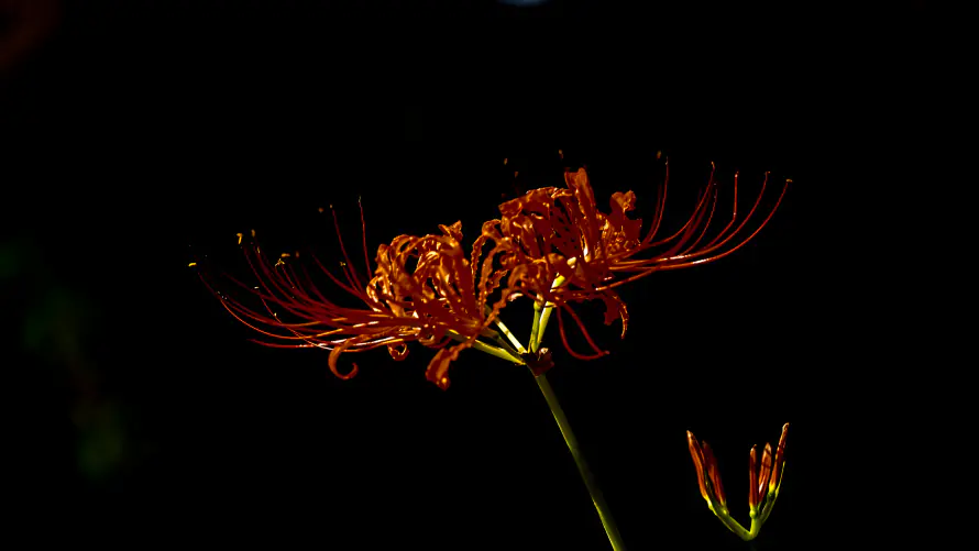 4k暗夜壁纸-特写 - 花卉-花茎「哲风壁纸」 4k暗夜壁纸-特写 - 花卉-花茎「哲风壁纸」