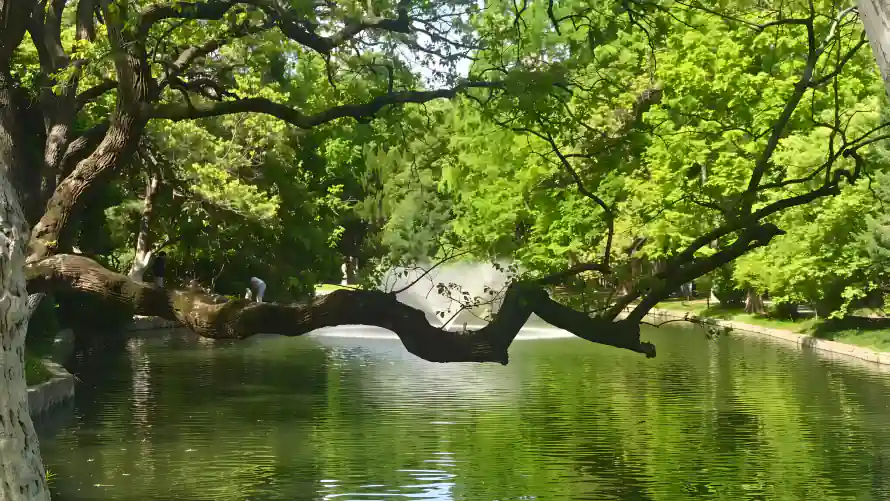 4k倒影壁纸 - 公园 - 树木 - 树枝「哲风壁纸」
