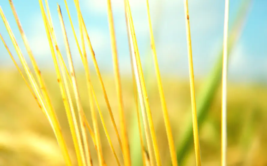 2k暖阳壁纸-植物 - 治愈-自然「哲风壁纸」