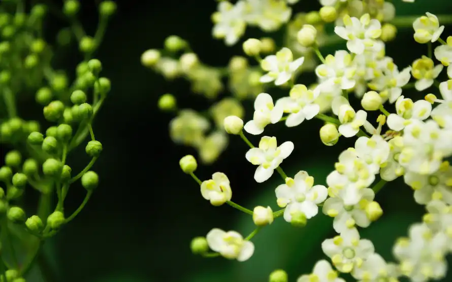 2k绿色壁纸-自然 - 花簇-花苞「哲风壁纸」