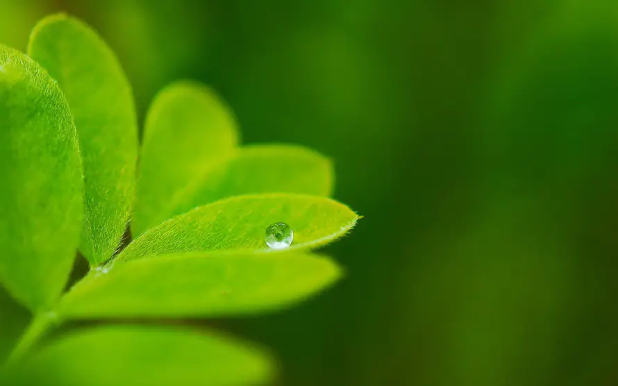 4k嫩叶壁纸 - 微距 - 植物 - 水珠「哲风壁纸」 4k嫩叶壁纸 - 微距 - 植物 - 水珠「哲风壁纸」