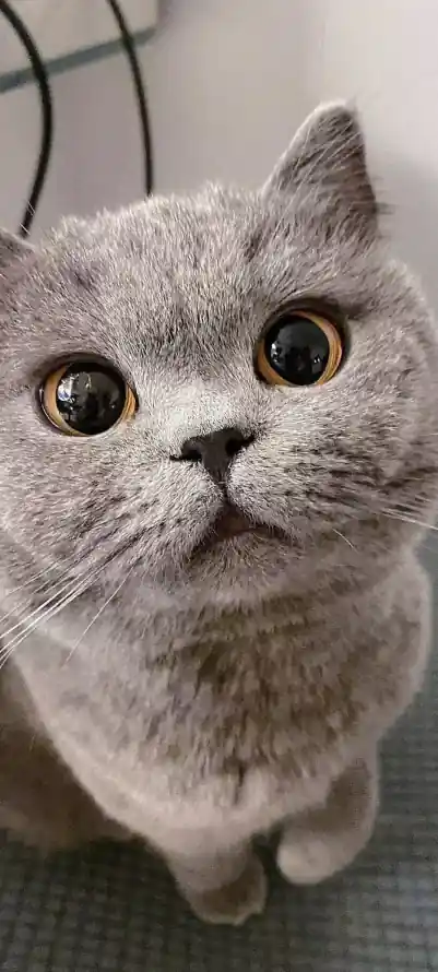 4k可爱壁纸 - 猫 - 居家 - 幼猫「哲风壁纸」