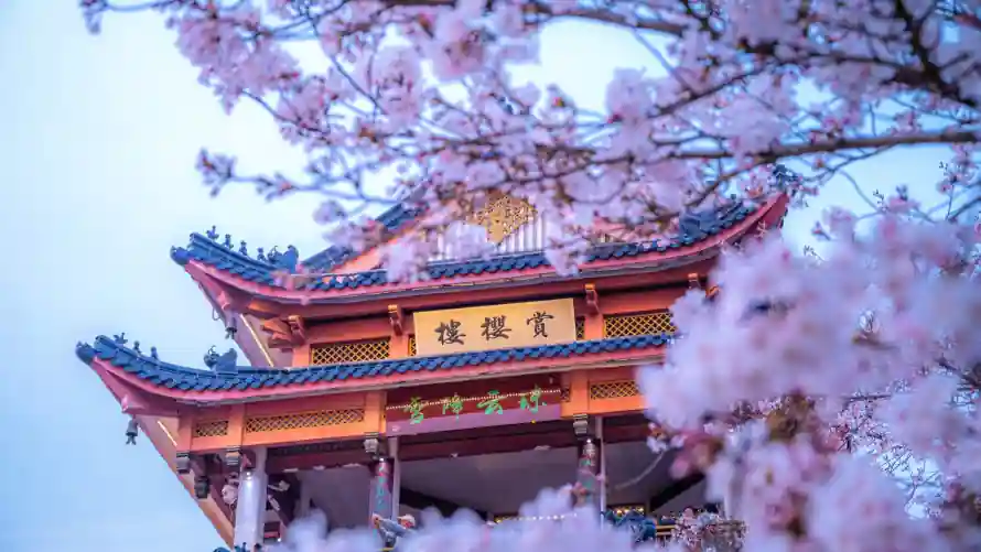 2k无锡壁纸-春日 - 楼阁-樱花「哲风壁纸」