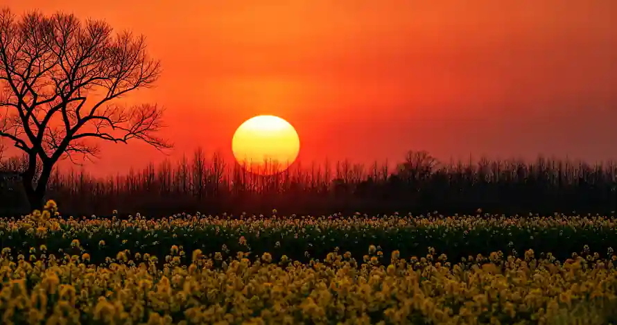 4k夕阳壁纸 - 太阳 - 孤树 - 日落「哲风壁纸」