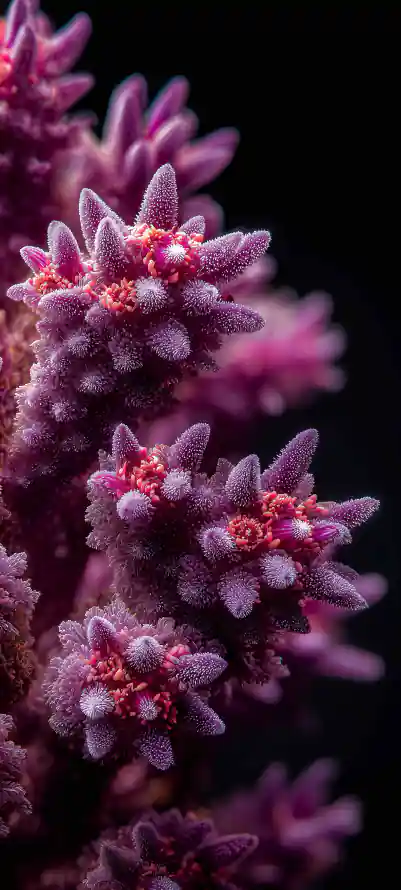 4k微距壁纸 - 手机 - 植物 - 质感「哲风壁纸」