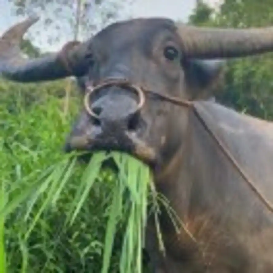 山坡后的懒牛的头像