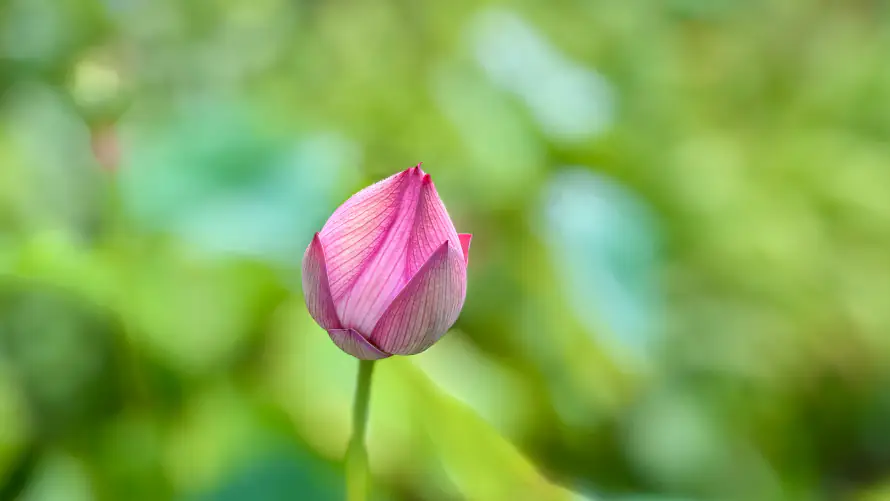 4k夏日壁纸-待放 - 植物-清新「哲风壁纸」