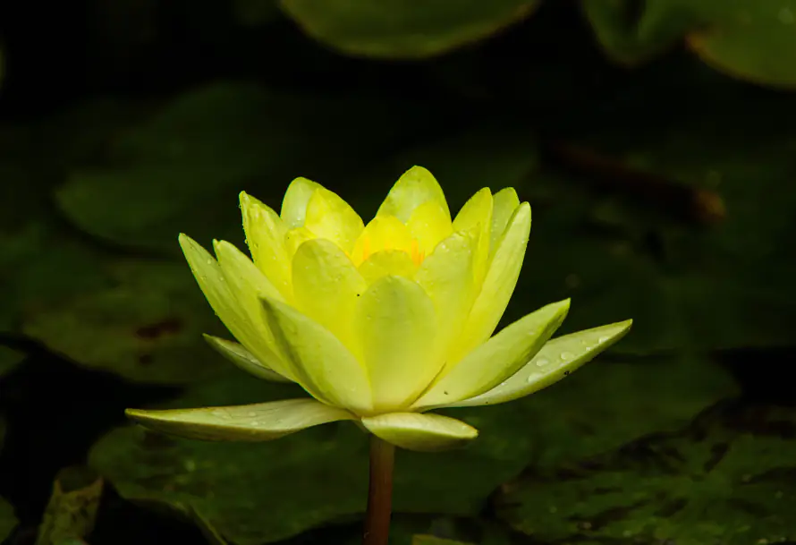 6k池塘壁纸-睡莲 - 花瓣-荷叶「哲风壁纸」