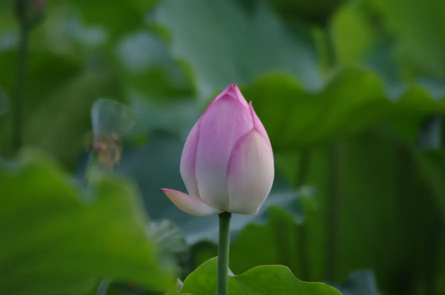 5k夏日壁纸-清新 - 特写-自然「哲风壁纸」