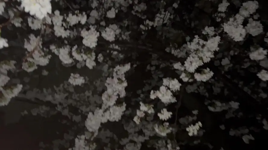 4k夜晚壁纸-夜樱 - 暗夜-樱花「哲风壁纸」