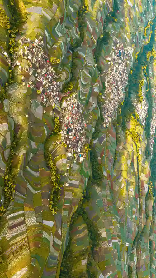 4k树木壁纸 - 梵高 - 油彩 - 油画「哲风壁纸」