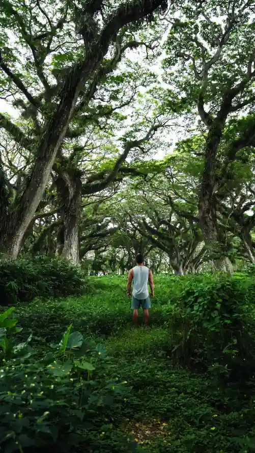 4k古木壁纸 - 林间 - 树林 - 草地「哲风壁纸」