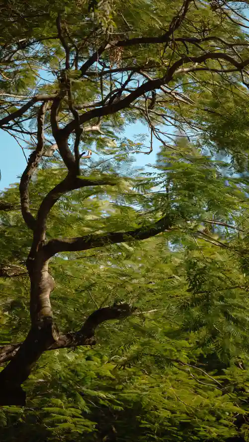 4k树木壁纸 - 蓝天 - 风景 - 户外绿植「哲风壁纸」
