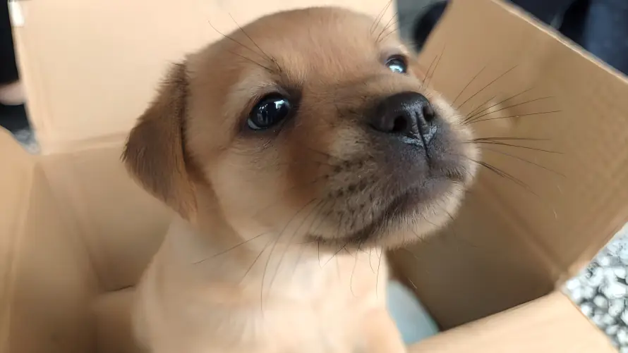 4k小狗壁纸 - 幼犬 - 治愈 - 纸箱「哲风壁纸」