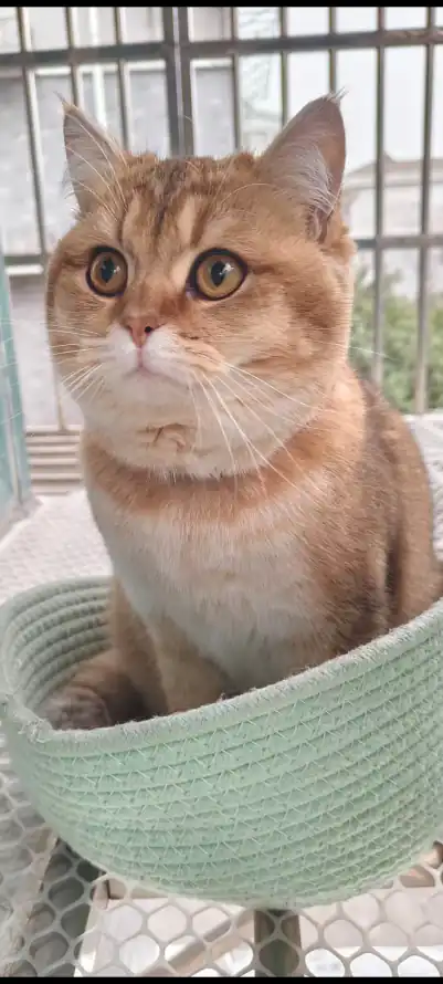 4k温顺壁纸 - 猫 - 短毛 - 宠物猫「哲风壁纸」