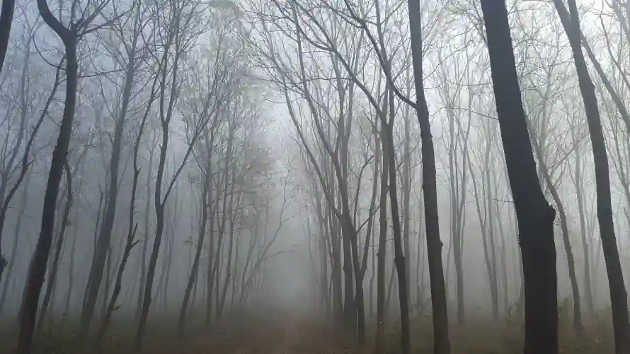 5k大雾壁纸-朦胧 - 林间-枯树「哲风壁纸」