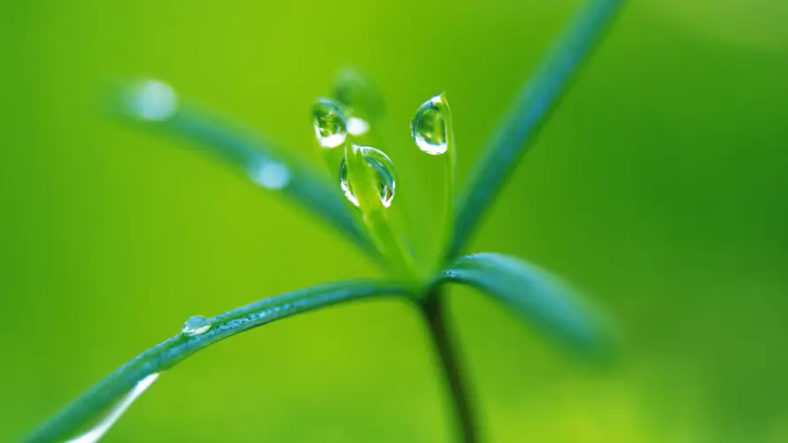 2k嫩芽壁纸-水滴 - 水珠-绿植「哲风壁纸」