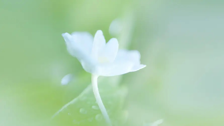 4k小清新壁纸 - 柔焦效果 - 植物特写 - 模糊背景「哲风壁纸」