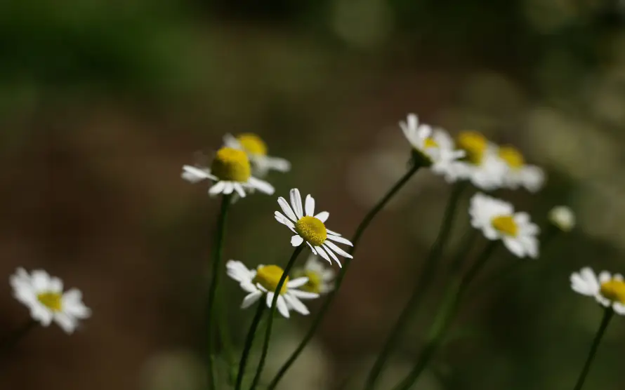 2k花草壁纸-小清新 - 小雏菊-洋甘菊「哲风壁纸」