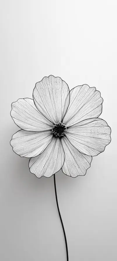 4k手机壁纸 - 线稿 - 花朵 - 单支花「哲风壁纸」