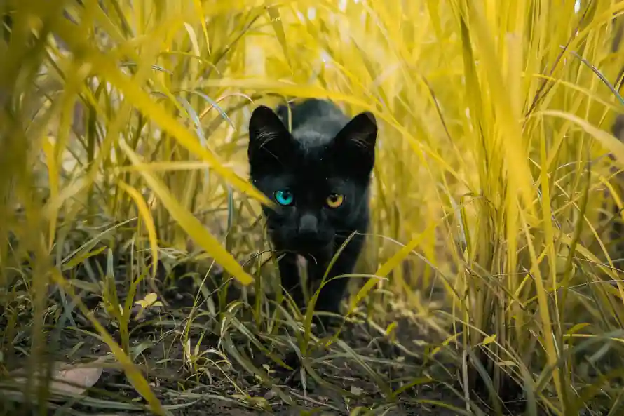 2k户外壁纸-特写 - 猫咪-秋草「哲风壁纸」 2k户外壁纸-特写 - 猫咪-秋草「哲风壁纸」