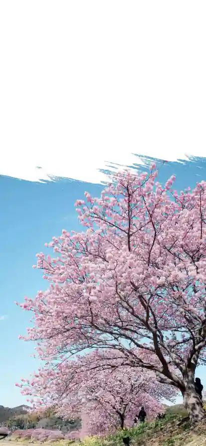 4k户外壁纸 - 手机 - 春季 - 晴空「哲风壁纸」