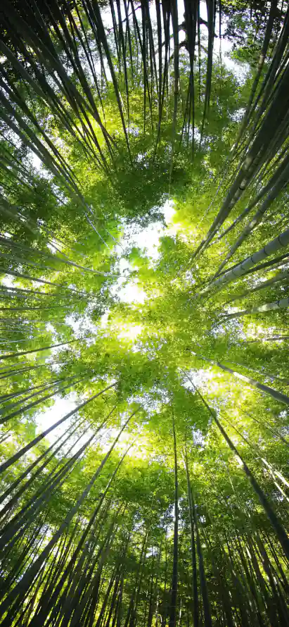 4k仰拍壁纸 - 天空 - 手机 - 竹子「哲风壁纸」
