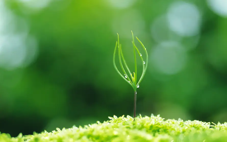 4k嫩芽壁纸 - 新芽 - 水珠 - 自然「哲风壁纸」 4k嫩芽壁纸 - 新芽 - 水珠 - 自然「哲风壁纸」