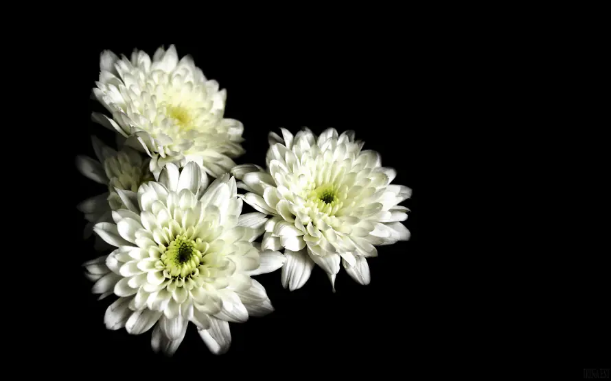 2k小清新壁纸-清新花卉 - 白瓣黄蕊-白色菊花「哲风壁纸」