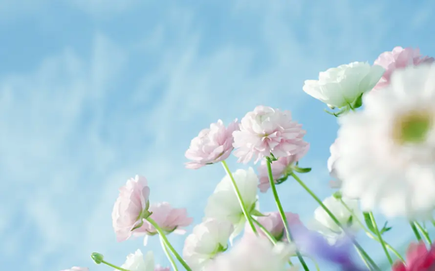 2k花卉壁纸-花茎 - 蓝天-小清新「哲风壁纸」