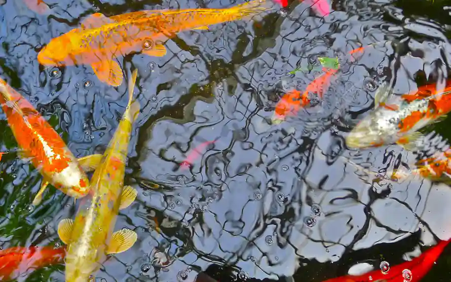 2k水池壁纸-鱼 - 游动-锦鲤「哲风壁纸」