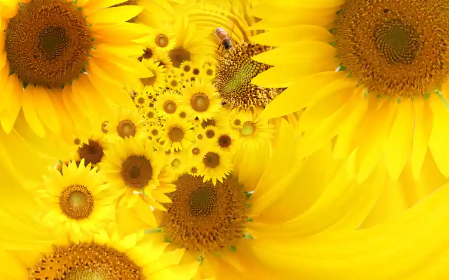2k植物壁纸-花卉 - 花朵-黄色「哲风壁纸」