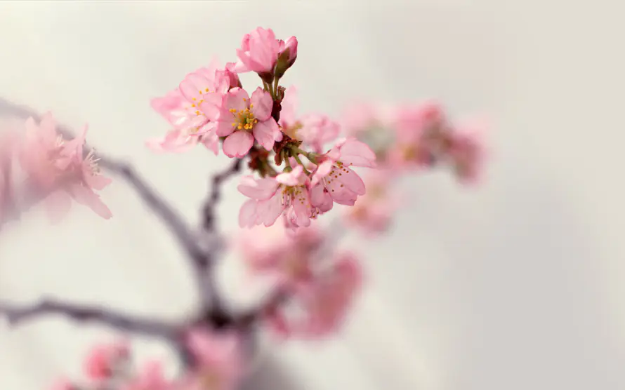 2k桃花壁纸-花 - 花枝-五瓣花「哲风壁纸」