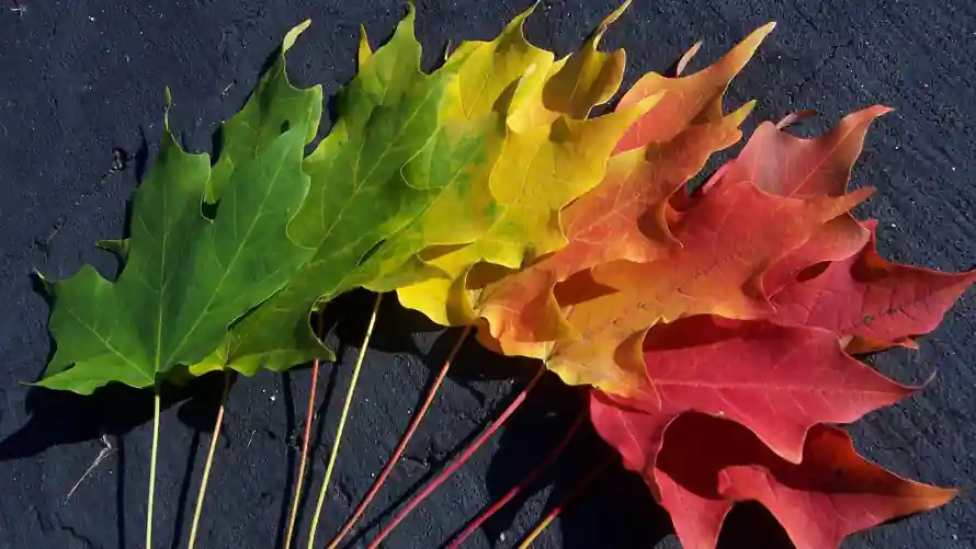 2k枫叶壁纸-秋季 - 秋日-植物叶片「哲风壁纸」