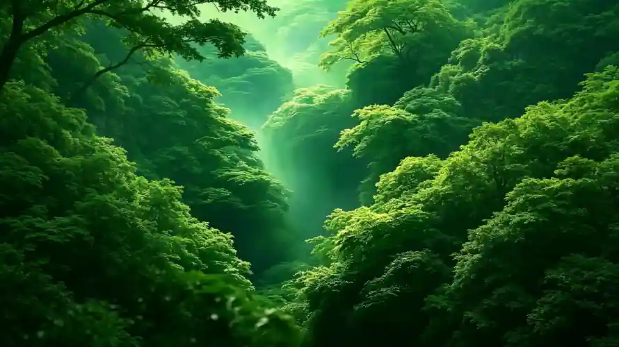 3k山谷壁纸-林间 - 树冠-树叶「哲风壁纸」