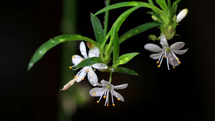2k吊兰壁纸-水珠 - 小清新-垂吊植物「哲风壁纸」